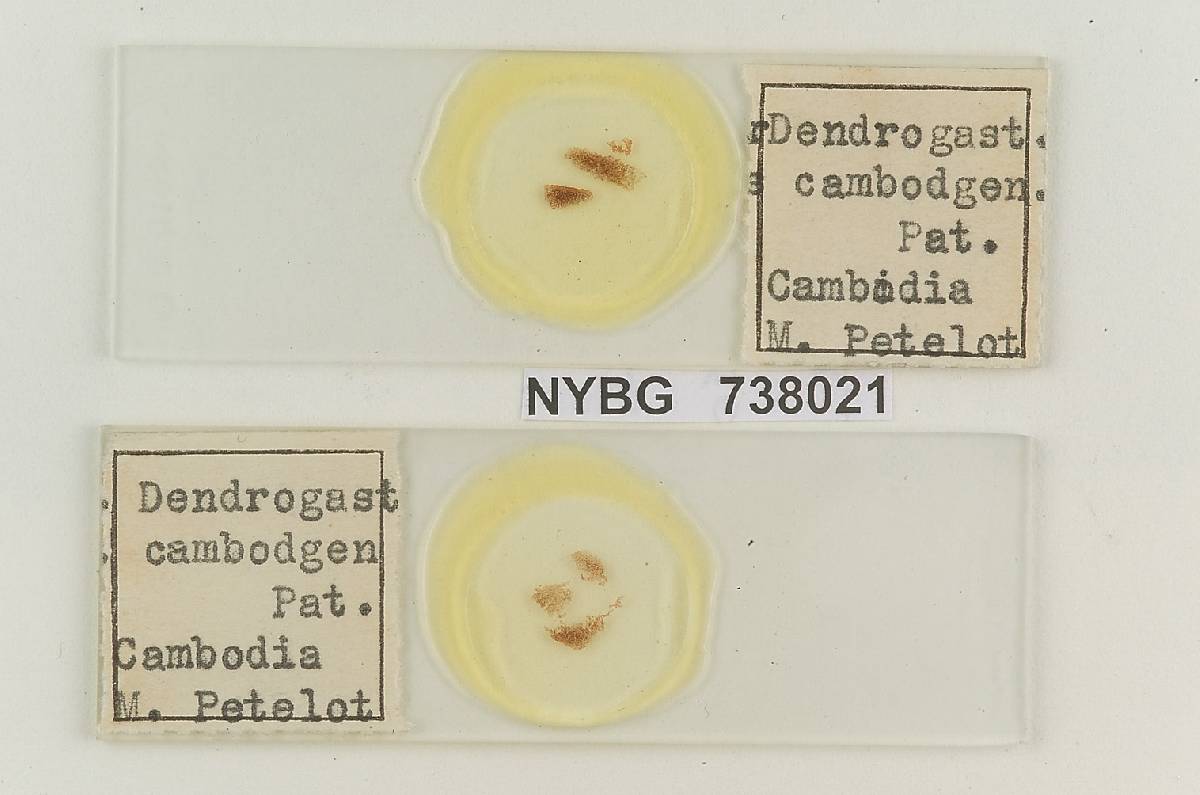 Mycoamaranthus image