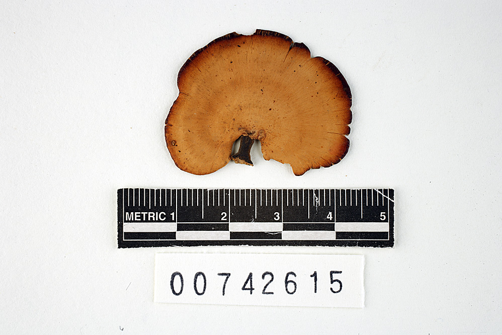 Polyporus guianensis image