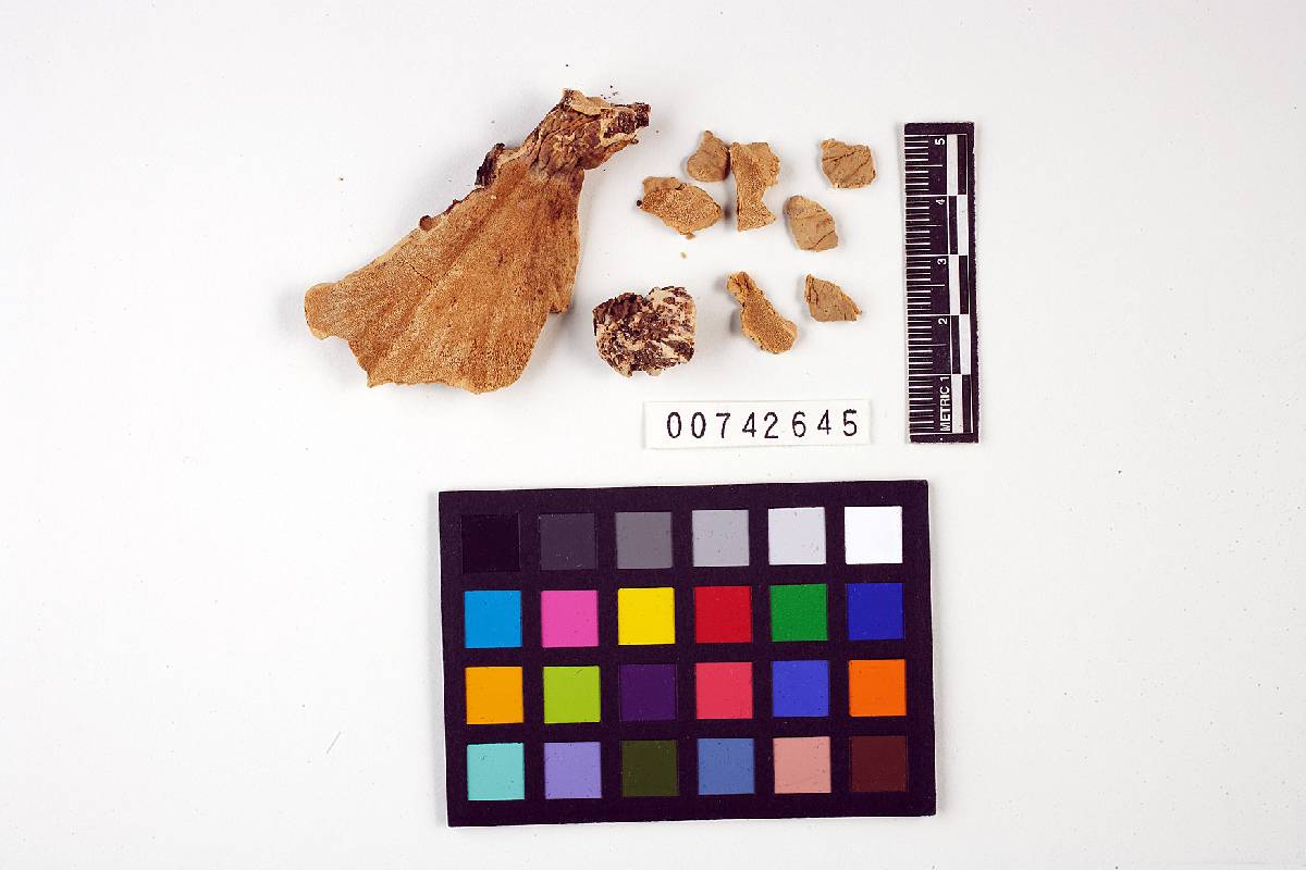 Amylosporus bracei image