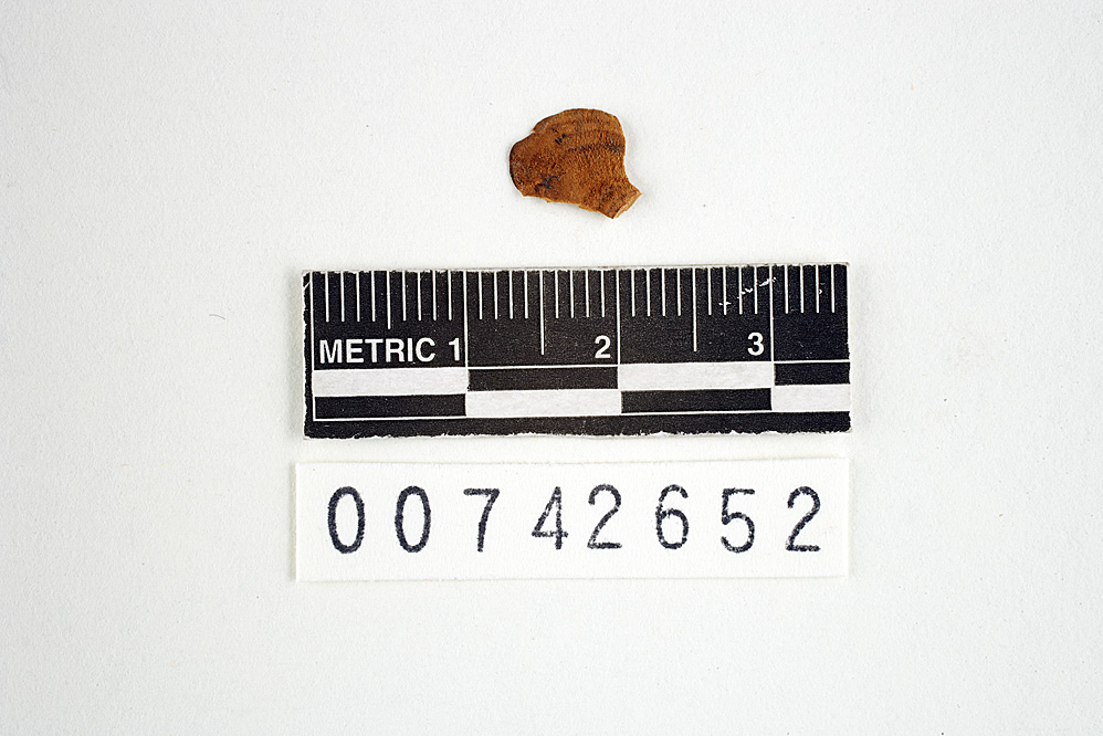 Polyporus subflavus image