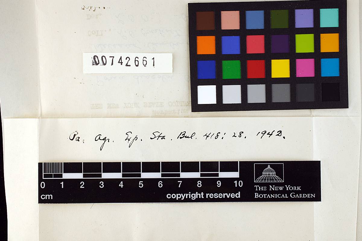 Poria discolor image