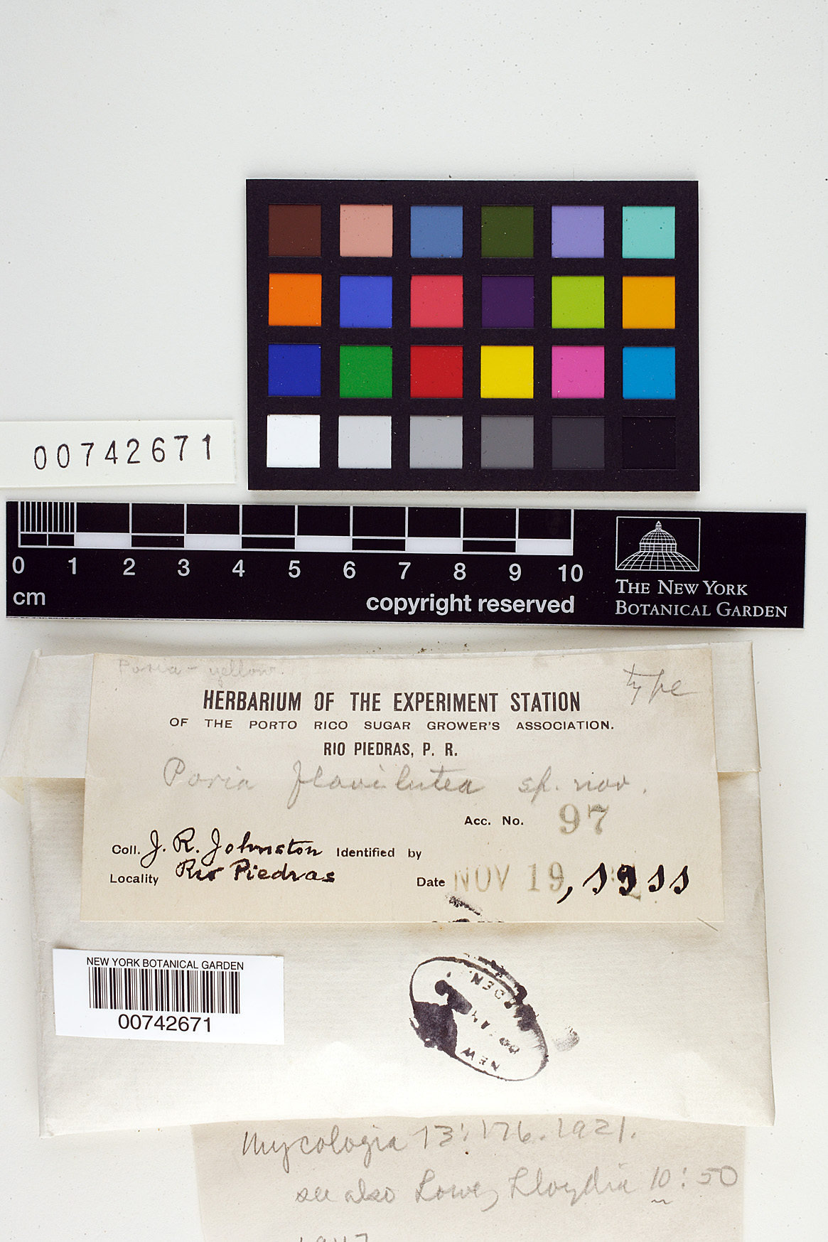 Ceriporiopsis flavilutea image
