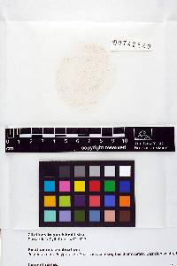 Ceriporiopsis gilvescens image