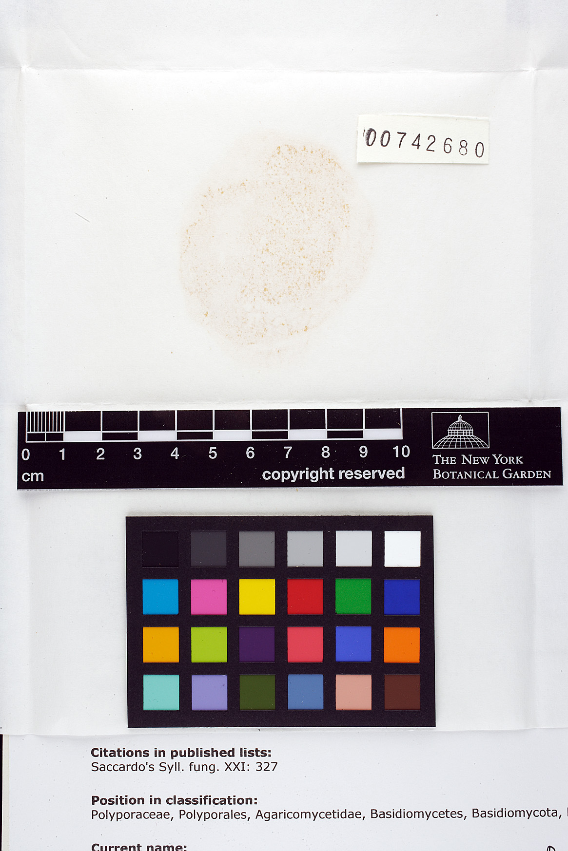 Ceriporiopsis image