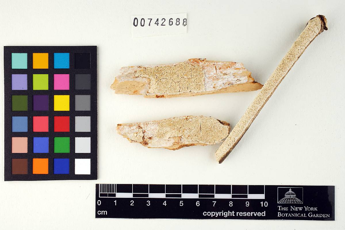 Diplomitoporus hondurensis image