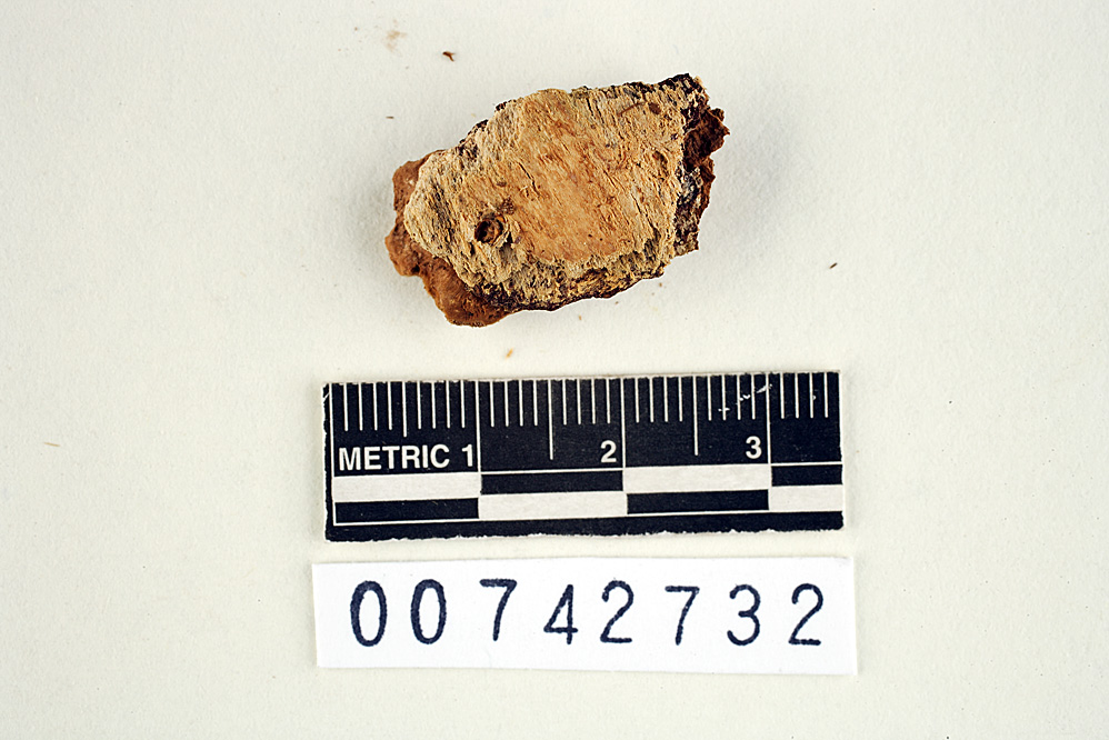 Abundisporus image