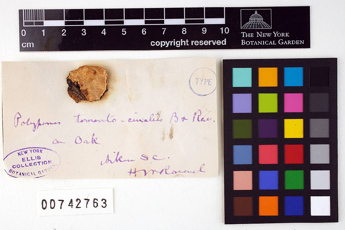 Poria tomentocincta image