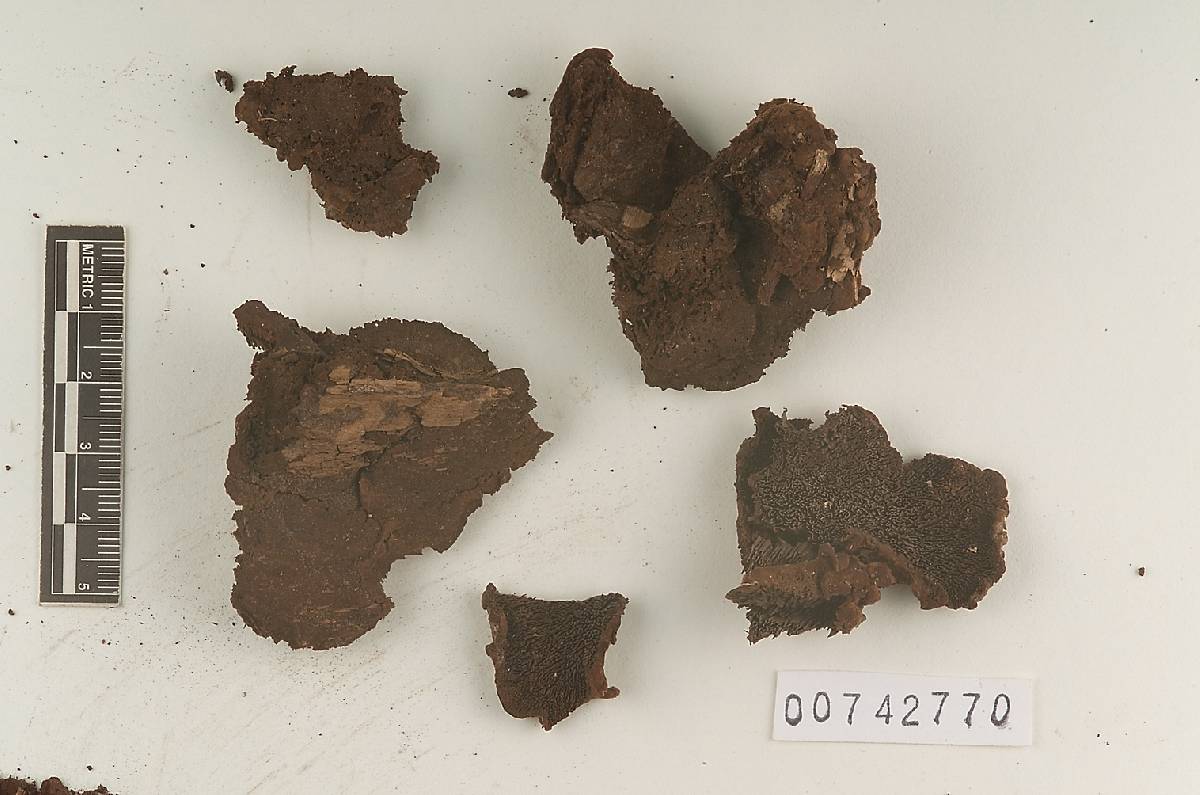 Fuscocerrena portoricensis image