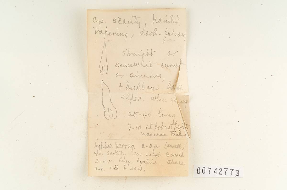 Onnia orientalis image