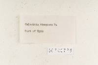Coltricia mowryana image