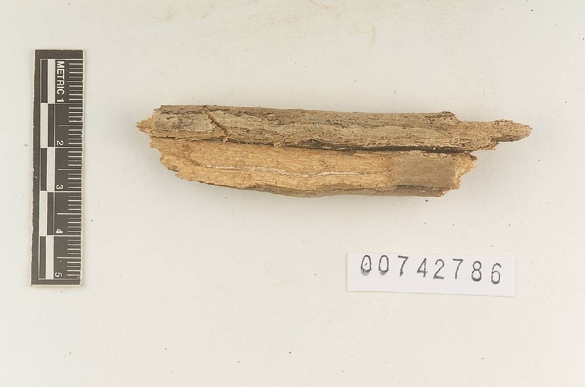 Hymenochaete anomala image