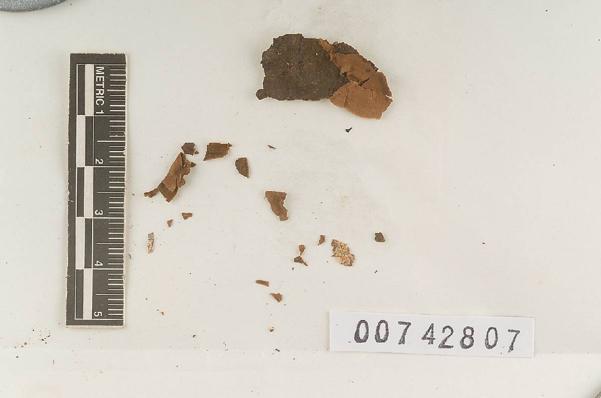 Hymenochaete luteobadia image
