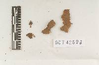 Hymenochaete luteobadia image