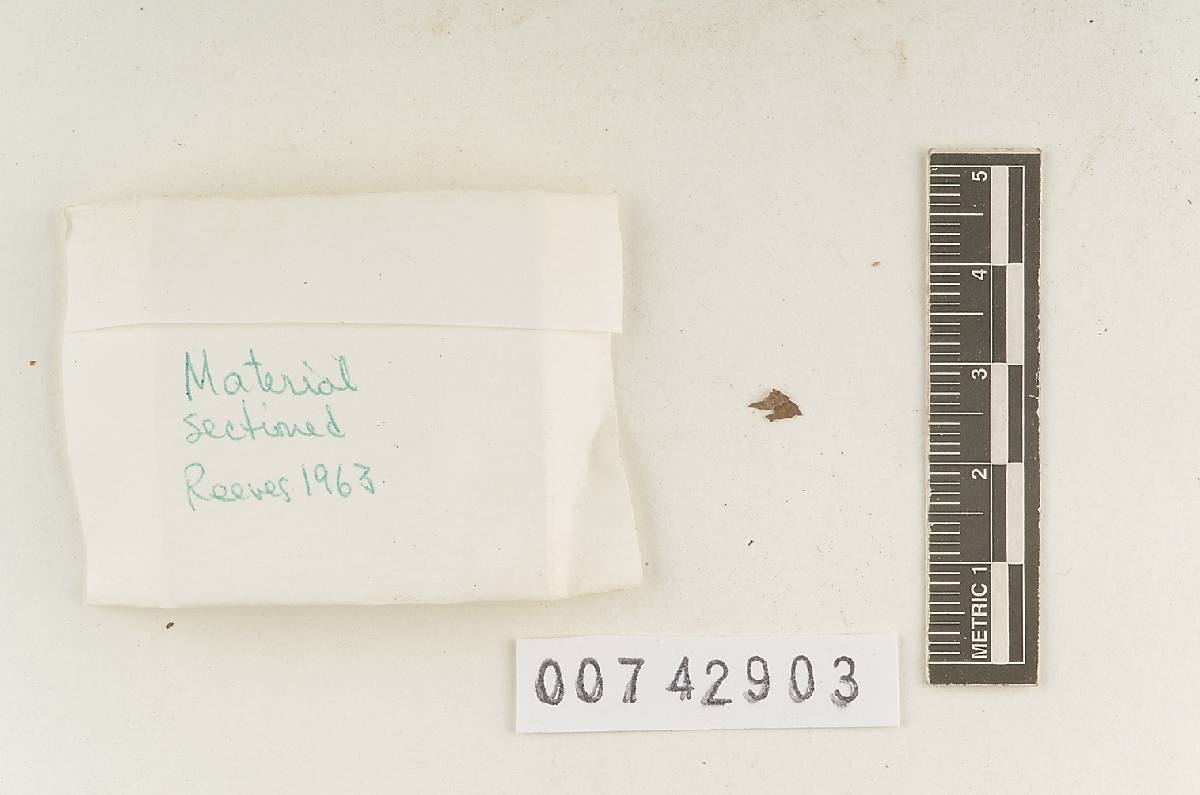 Hymenochaete luteobadia image