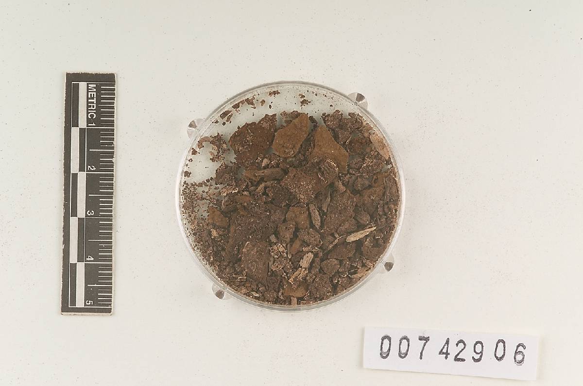 Hymenochaete digitata image