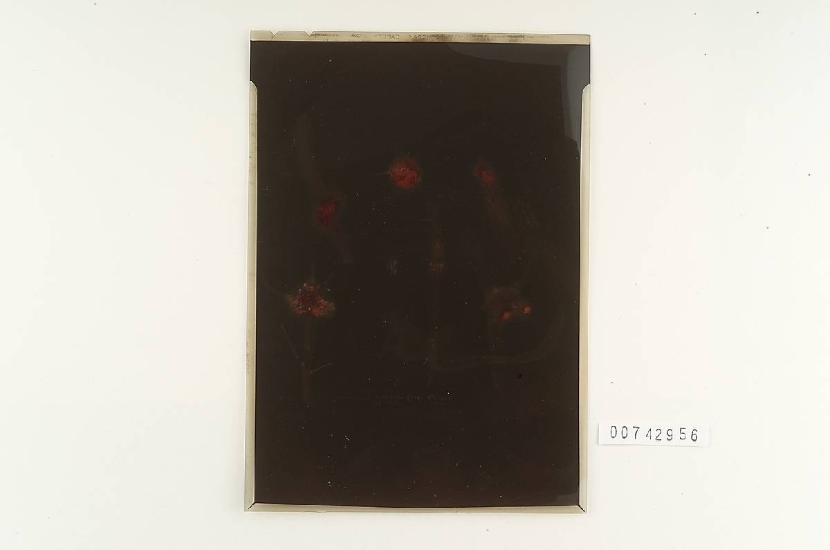 Inonotus amplectans image