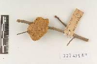 Inonotus amplectans image