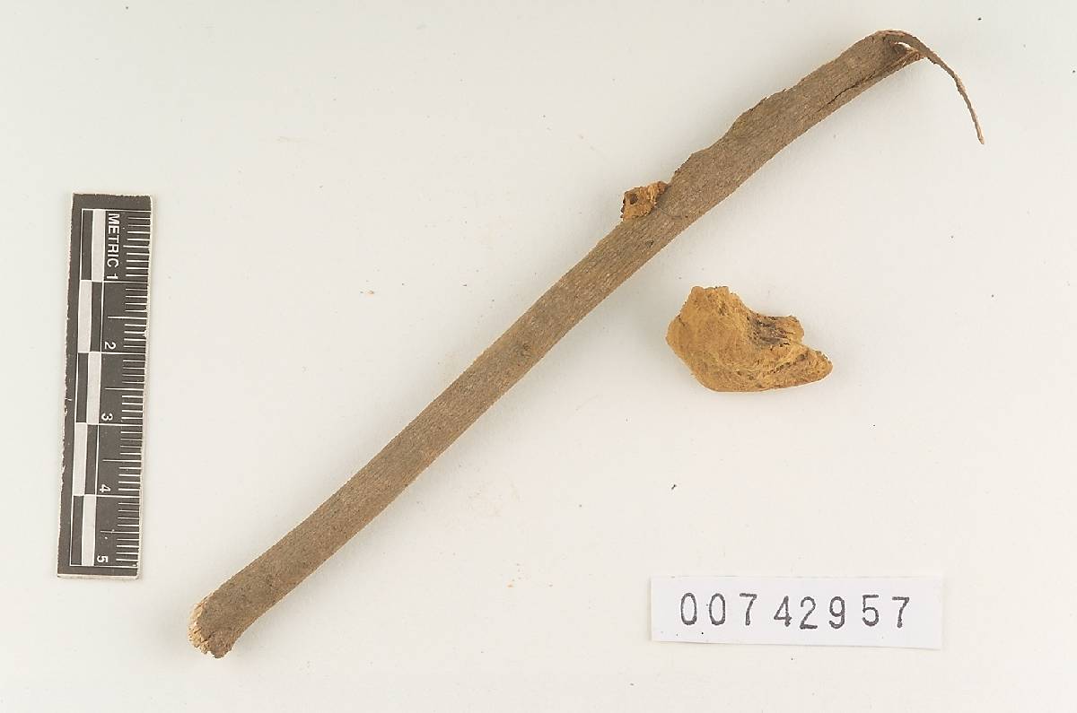 Inonotus amplectans image