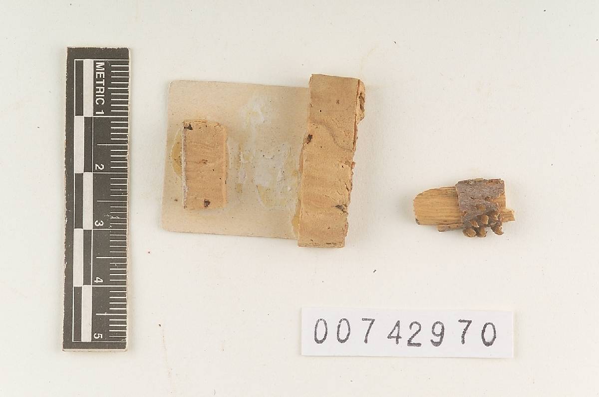Inonotus pusillus image