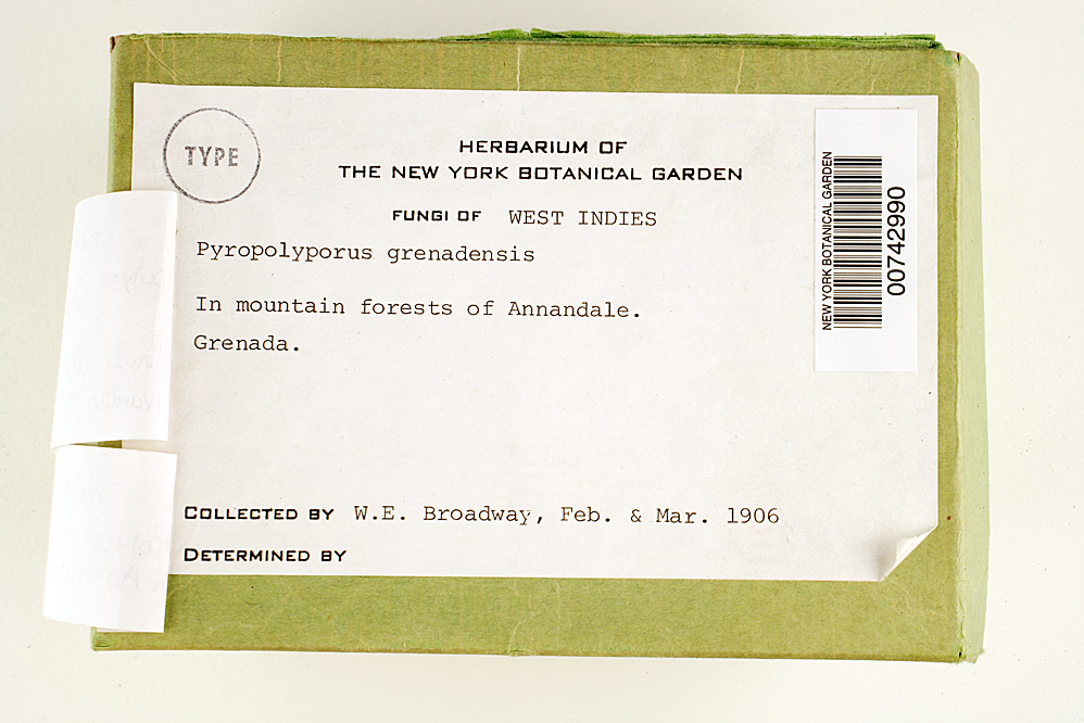 Phellinus grenadensis image