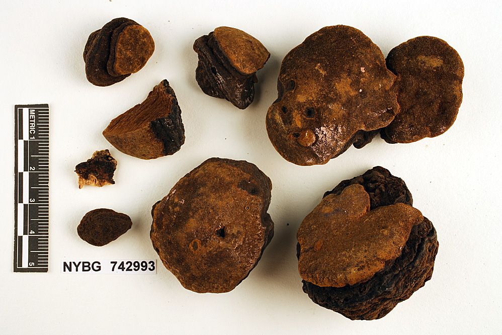 Phellinus sancti-georgii image