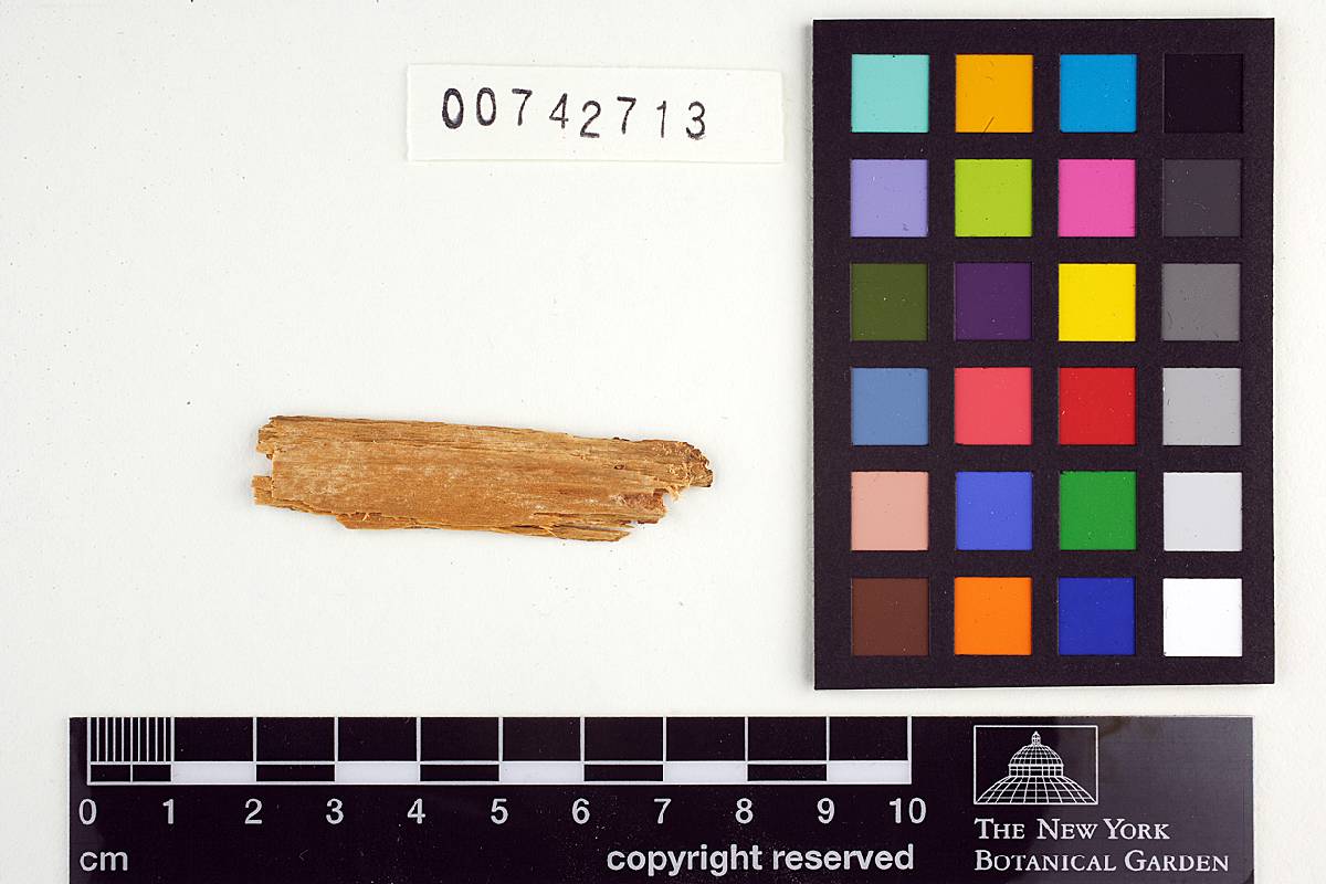 Erastia salmonicolor image