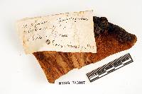 Phellinus robiniae image
