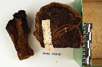 Phellinus rimosus image