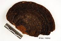 Phellinus linteus image