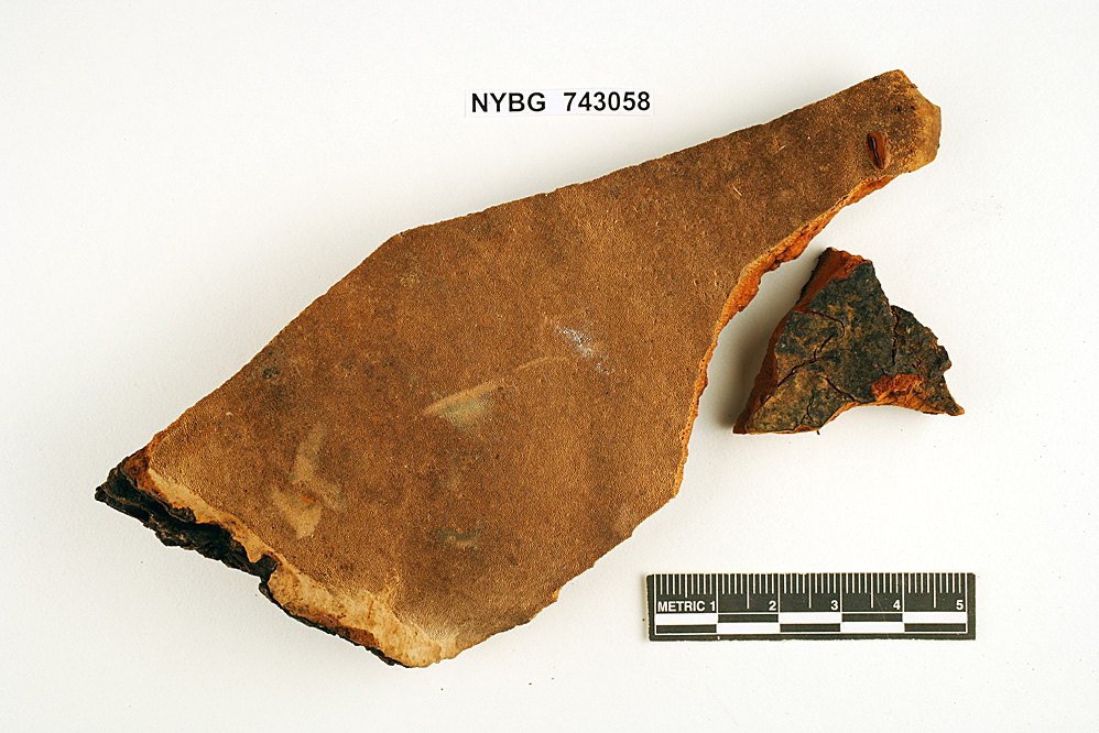 Pyrofomes tricolor image