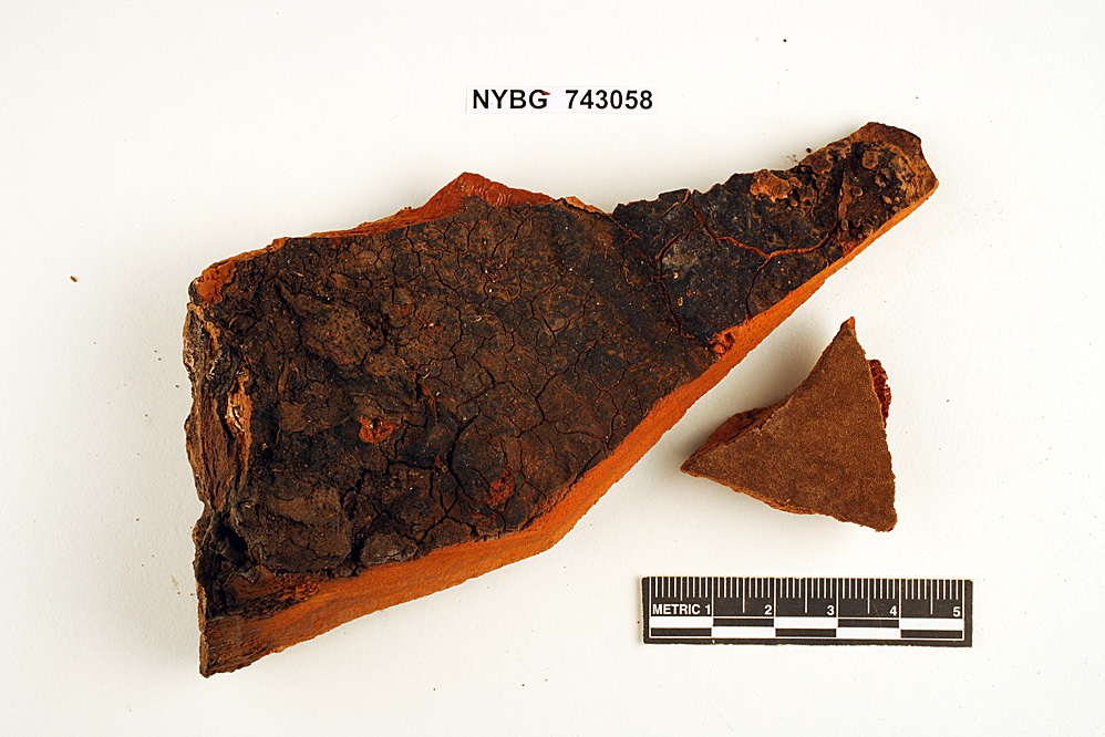 Pyrofomes tricolor image