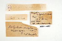 Phellinus gilvus image