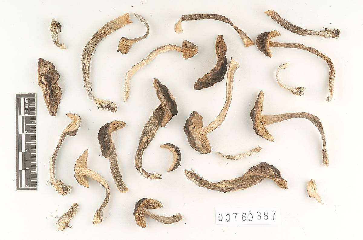 Leccinum tablense image