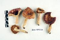 Russula perplexa image