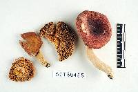 Russula perplexa image