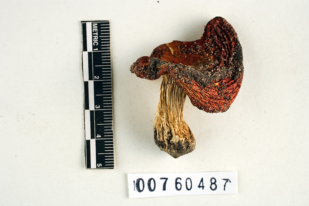 Russula pinophila image