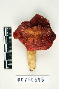 Russula pulchra image