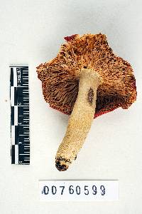 Russula pulchra image