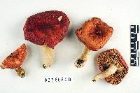 Russula pulchra image