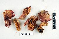 Russula robinsoniae image