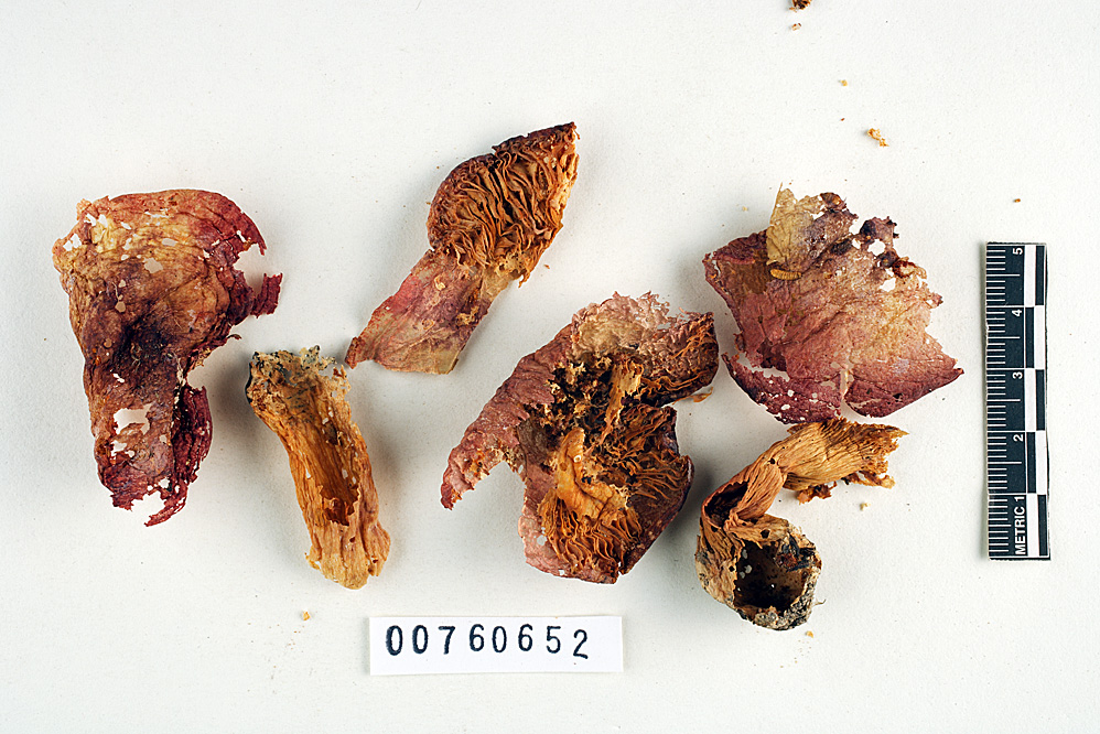 Russula robinsoniae image