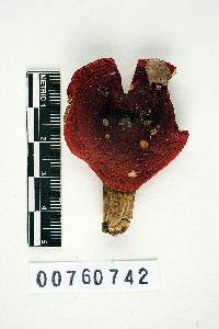 Russula rubescens image