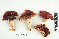 Russula rubriochracea image