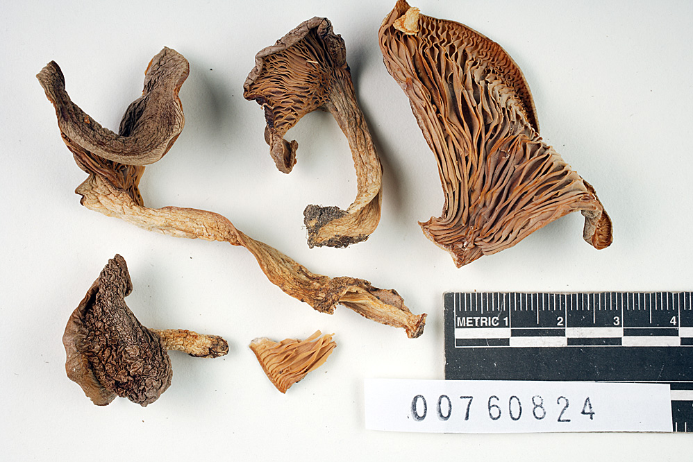 Lactarius cordovaensis image