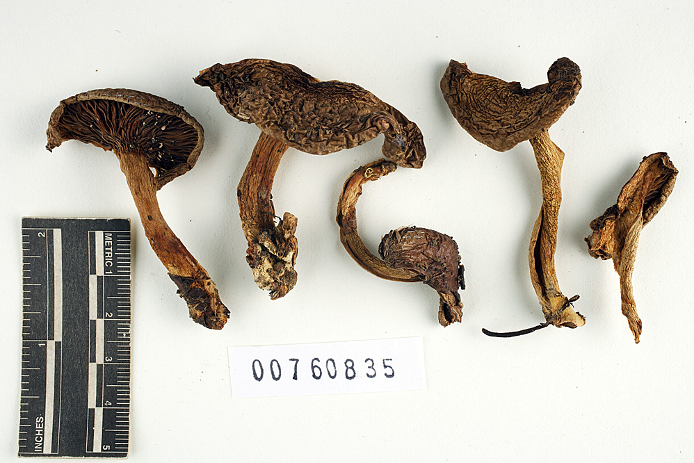 Lactarius pallescens var. palmerensis image