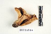 Russula subalbidula image