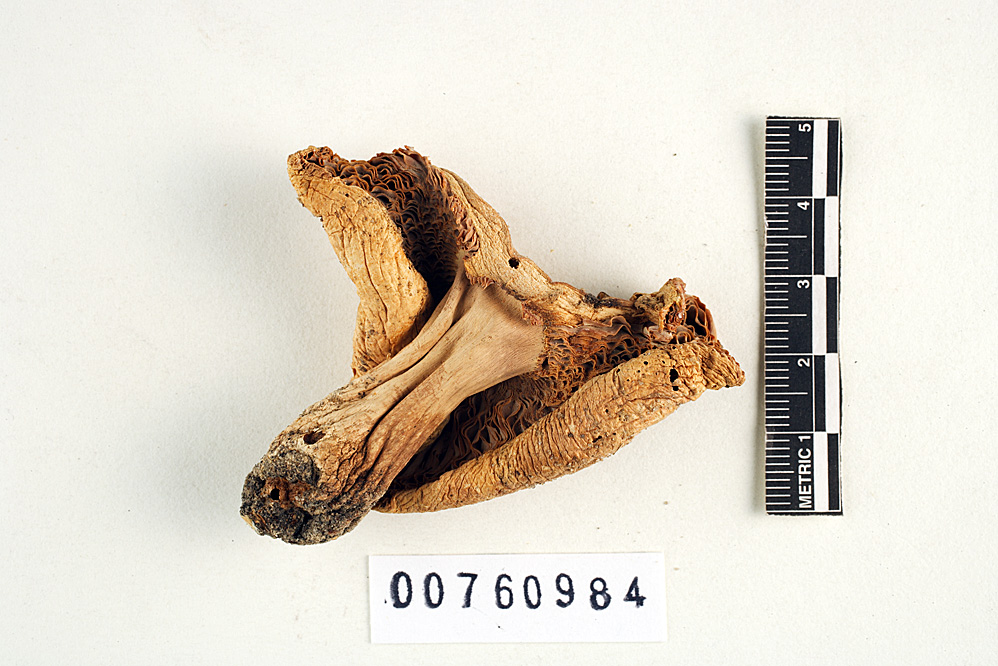 Russula subalbidula image