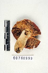 Russula tenuiceps image