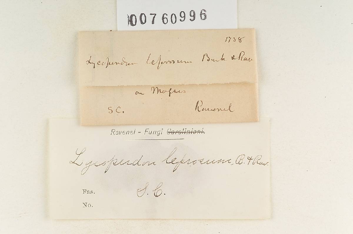Lycoperdon leprosum image