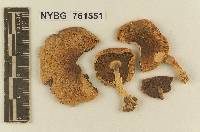 Stropharia campestris image